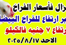 بورصة الدواجن اليوم أسعار الفراخ البيضاء