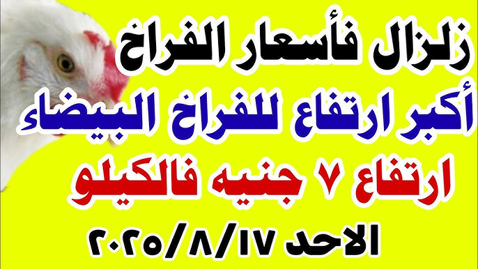 تحديث يومي.. بورصة الدواجن اليوم أسعار الفراخ البيضاء الأحد 17 أغسطس 2025.. بكام الكيلو؟ 1 بورصة الدواجن اليوم أسعار الفراخ البيضاء