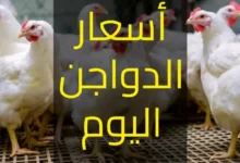 بورصة الدواجن اليوم أسعار الفراخ البيضاء