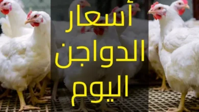 بورصة الدواجن اليوم أسعار الفراخ البيضاء