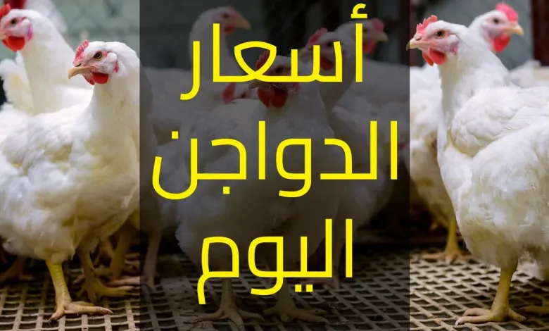 بورصة الدواجن اليوم أسعار الفراخ البيضاء الأربعاء 6 أغسطس 2025.. الفرخة بكام النهاردة؟ 1 بورصة الدواجن اليوم أسعار الفراخ البيضاء
