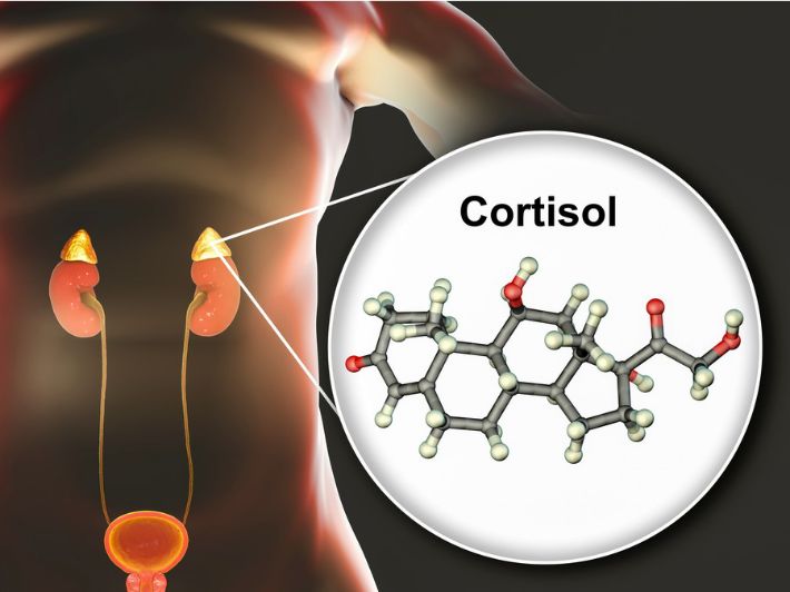الكورتيزول
