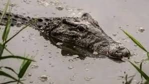 تمساح الشرقية