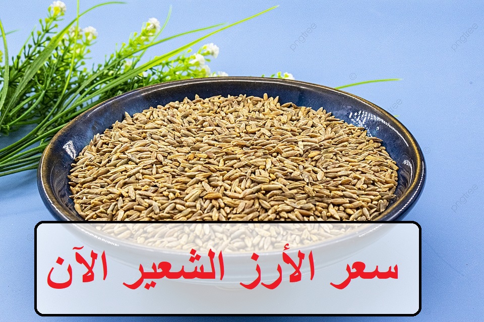 أسعار الأرز الشعير اليوم