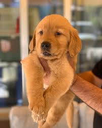 كلب يقاضي أمريكا ضريبيا