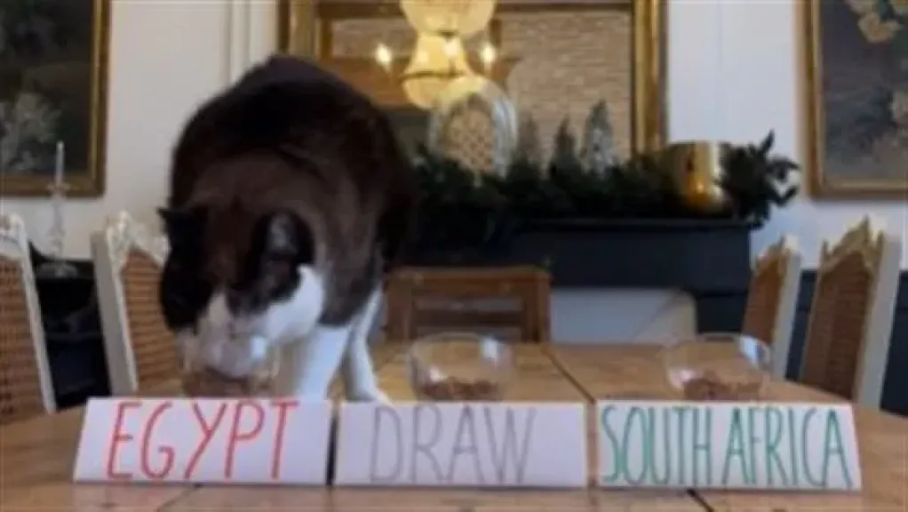 القط نيمبوس يتوقع