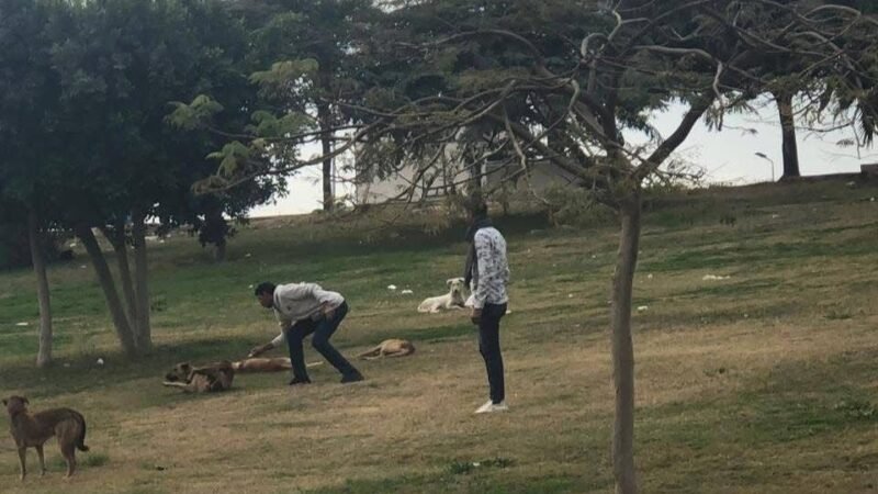 القليوبية تواصل التعامل مع الكلاب الضالة في الشوارع.. تطعيم وإعادة إطلاق والهدف “التوازن البيئي”