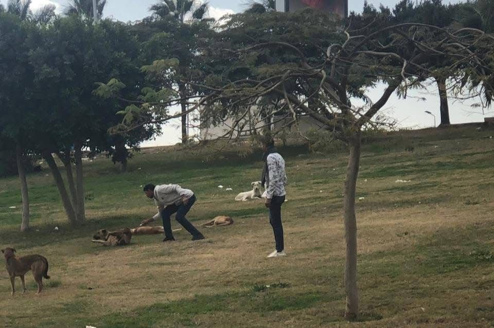 القليوبية تواصل التعامل مع الكلاب الضالة في الشوارع.. تطعيم وإعادة إطلاق والهدف “التوازن البيئي”