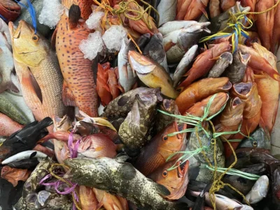 أسعار السمك اليوم للمستهلك